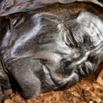 איש בן 2,400 שנה / The Tollund Man